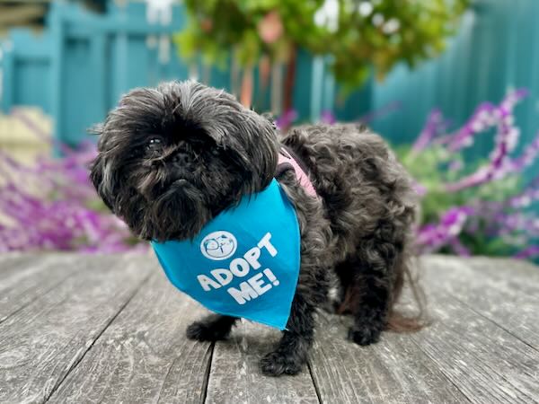 Coco