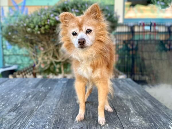 Benny