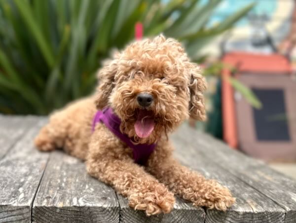 Beverly