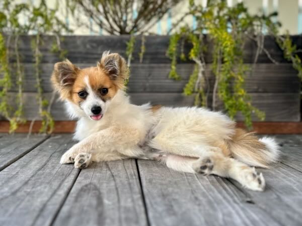 Bindi
