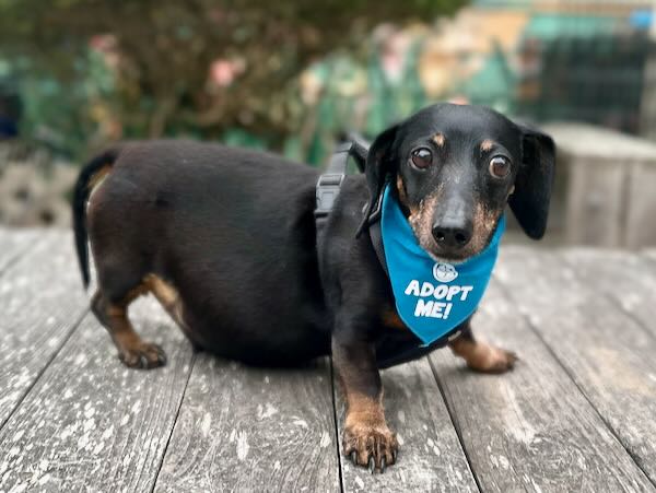 Blitzen