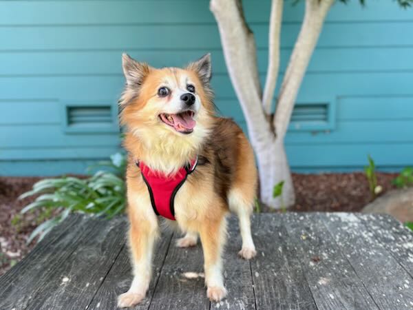Cali
