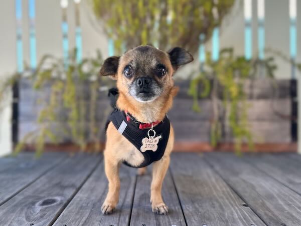 Mac