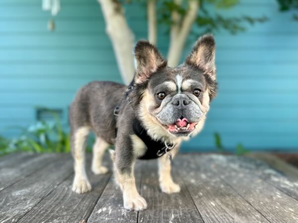 Dora the Explorer