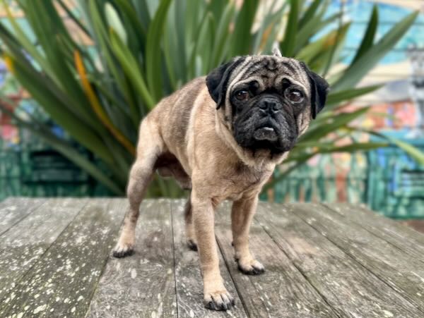 Dug