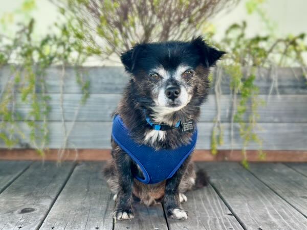 Grizz