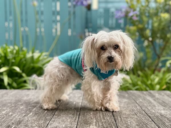 Lola
