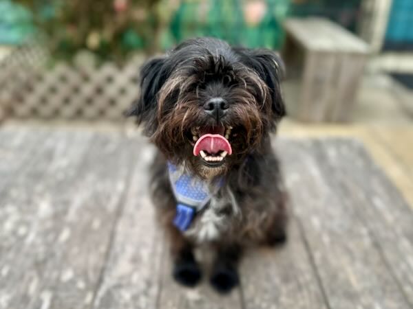 Mako