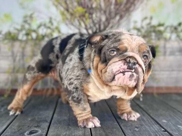 Meatball