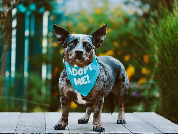 Catahoula corgi hot sale