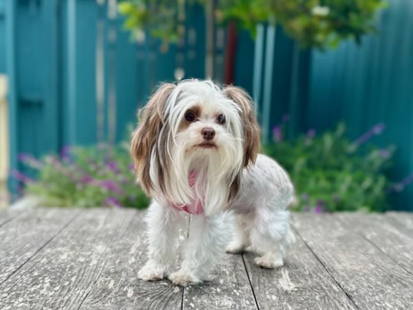 Paula
