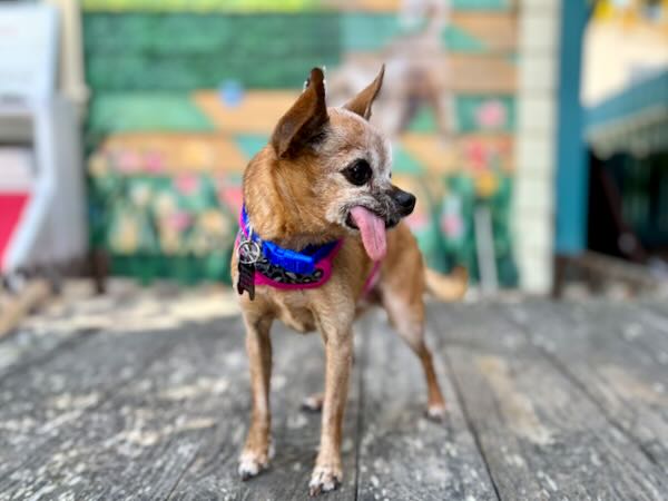 Pixie