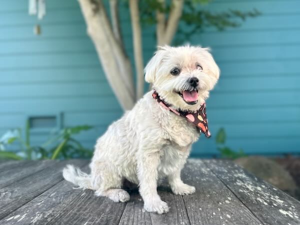Pixie