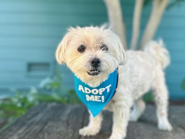 Pixie