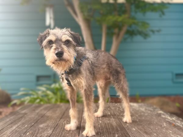 Professor Wigglebottom