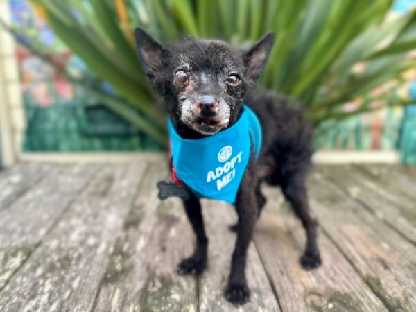 Pumba