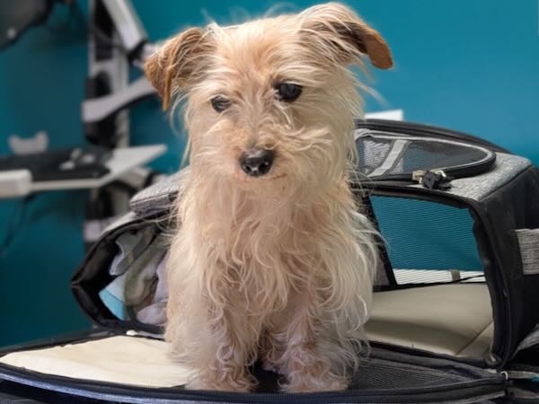 Pup