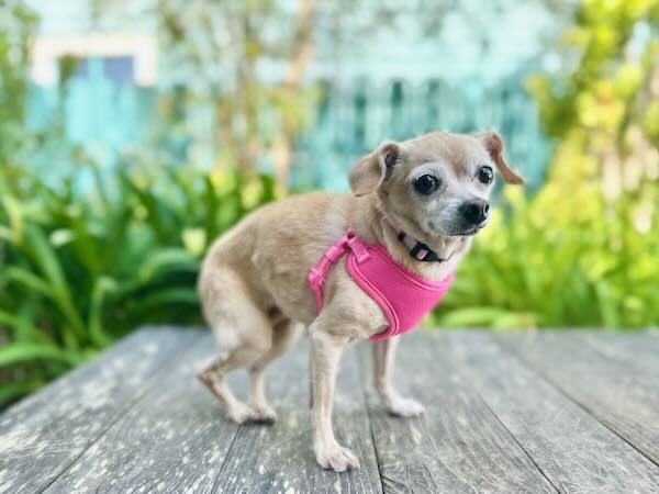 Grandma Puppy
