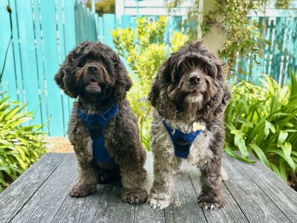 Roland and Leo