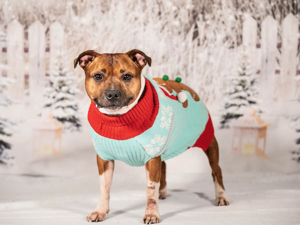 do pitbulls need sweaters