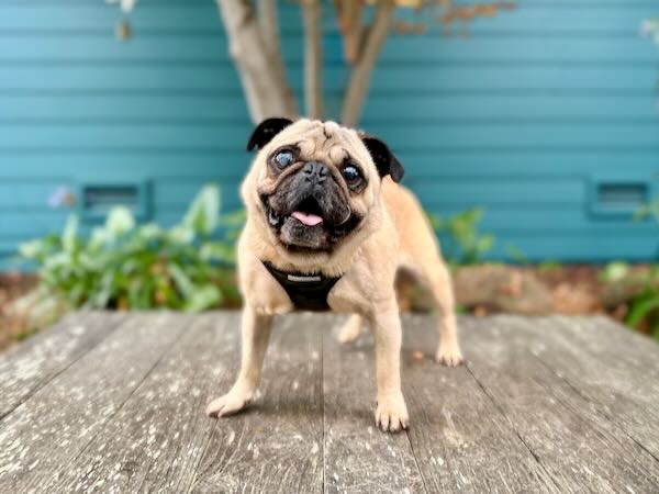 Santa's Little Helper