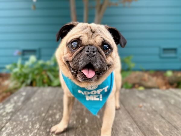 Santa's Little Helper