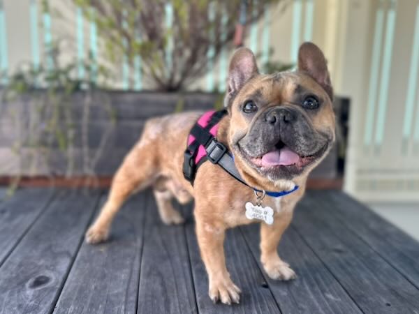 Zazu