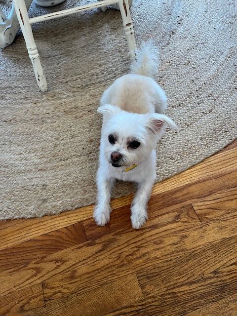 Gracie