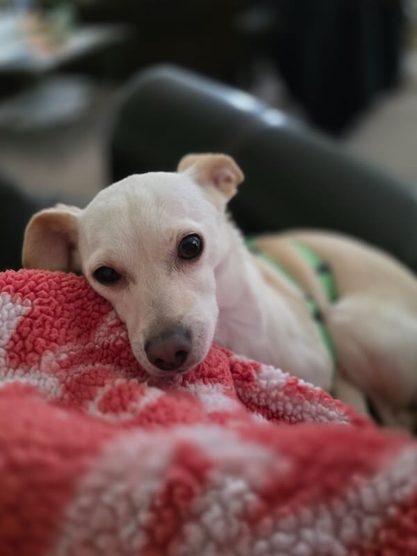 Jack