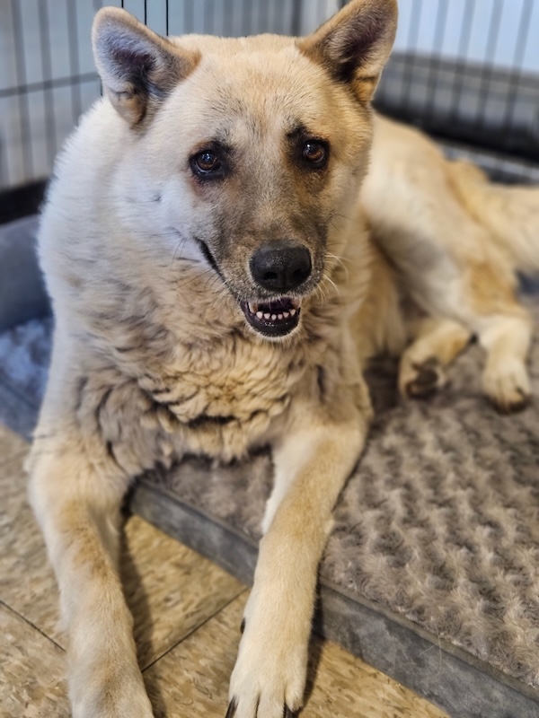Pepper