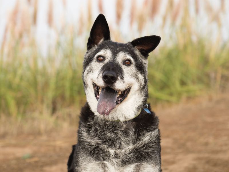 older dogs for rehoming near me